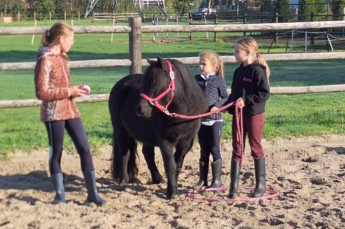 Pony & Friends